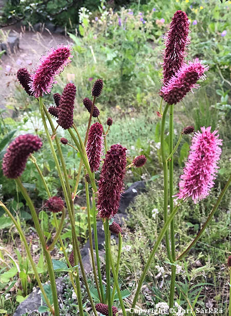 Sanguisorba menziesii, hurmeluppio